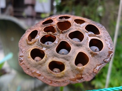 DSCF5373_R
