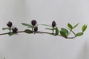 DSCF1260_R