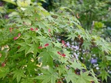 DSCF1132_R