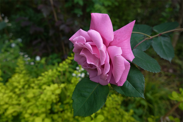 DSC07023_R