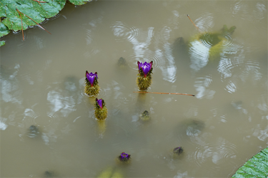 DSC09593_R