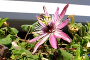 DSCF5808_R