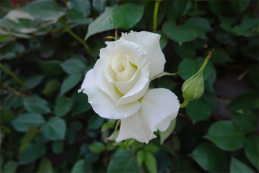 DSC06789_R