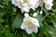 DSCF3344_R
