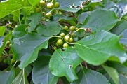 DSCF5100_R