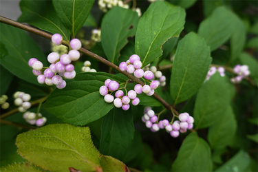 DSC07618_R