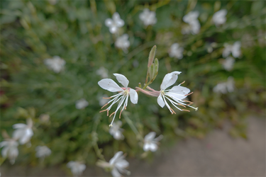 DSC08951_R