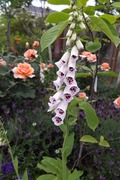 DSCF2107_R
