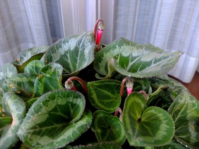 DSCF1330_R