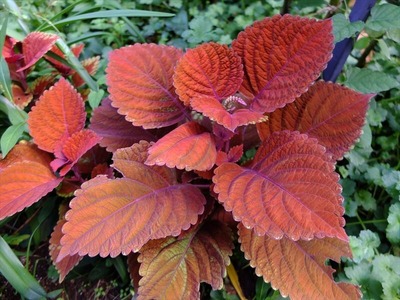 DSCF5454_R