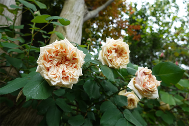 DSC06846_R