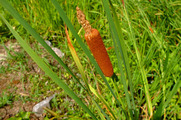 DSCF4271_R