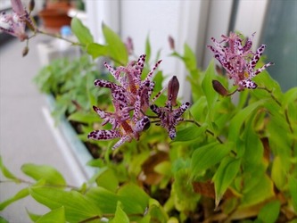 DSCF6247_R