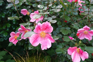 DSC07028_R