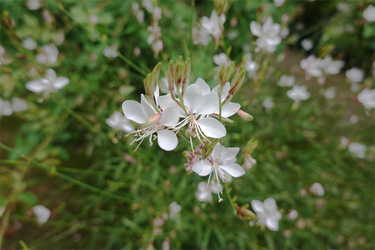 DSC09264_R