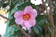 DSCF9801_R