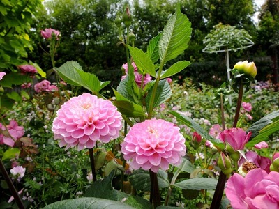 DSCF4415_R