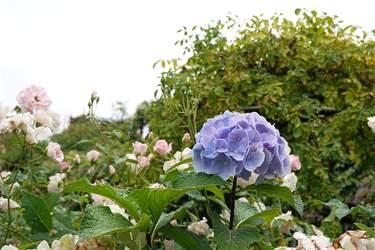DSC08523_R