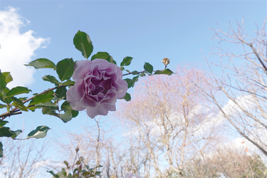 DSC09605_R