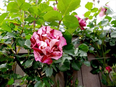 DSCF2778_R