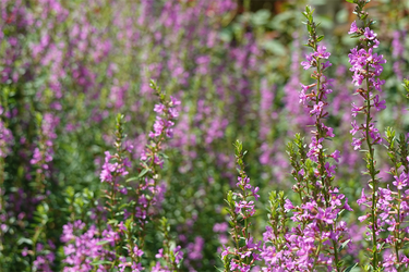 DSC09021_R