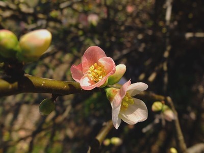 DSCF4040_R