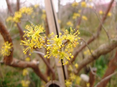 DSCF1445_R