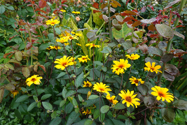 DSC08519_R