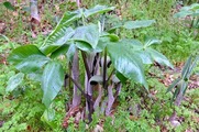 DSCF2230_R