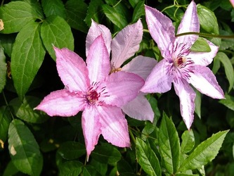 DSCF7988_R