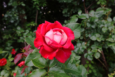 DSC08115_R