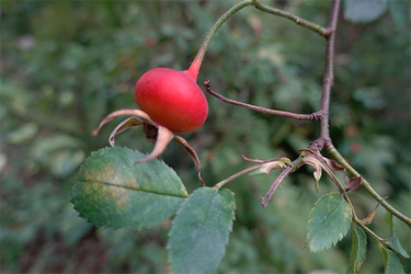 DSC08941_R
