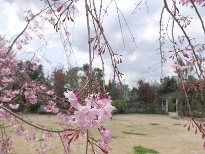 DSCF5350_R