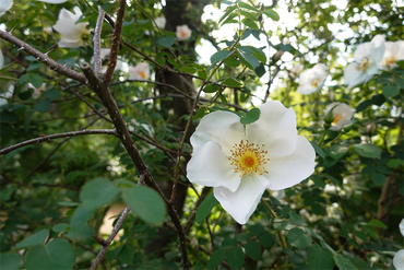DSC07084_R