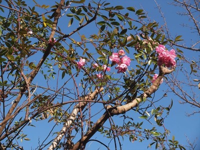 DSCF6593_R