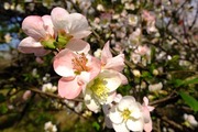 DSCF0648_R
