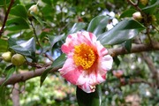 S0059193_R