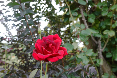 DSC09318_R