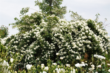 DSC07458_R