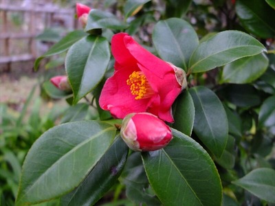 DSCF1215_R