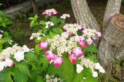 DSCF3038_R