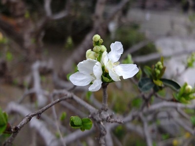 DSCF1243_R