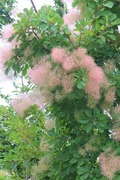 DSCF2919_R