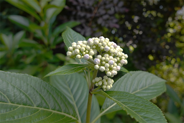 DSC02733_R