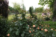 DSCF1783_R