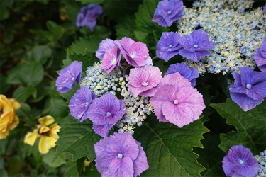 DSC08339_R