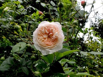 DSCF0141_R
