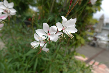 DSC08241_R