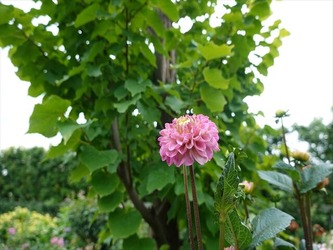 DSC01173_R