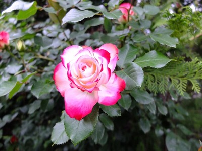 DSCF2463_R